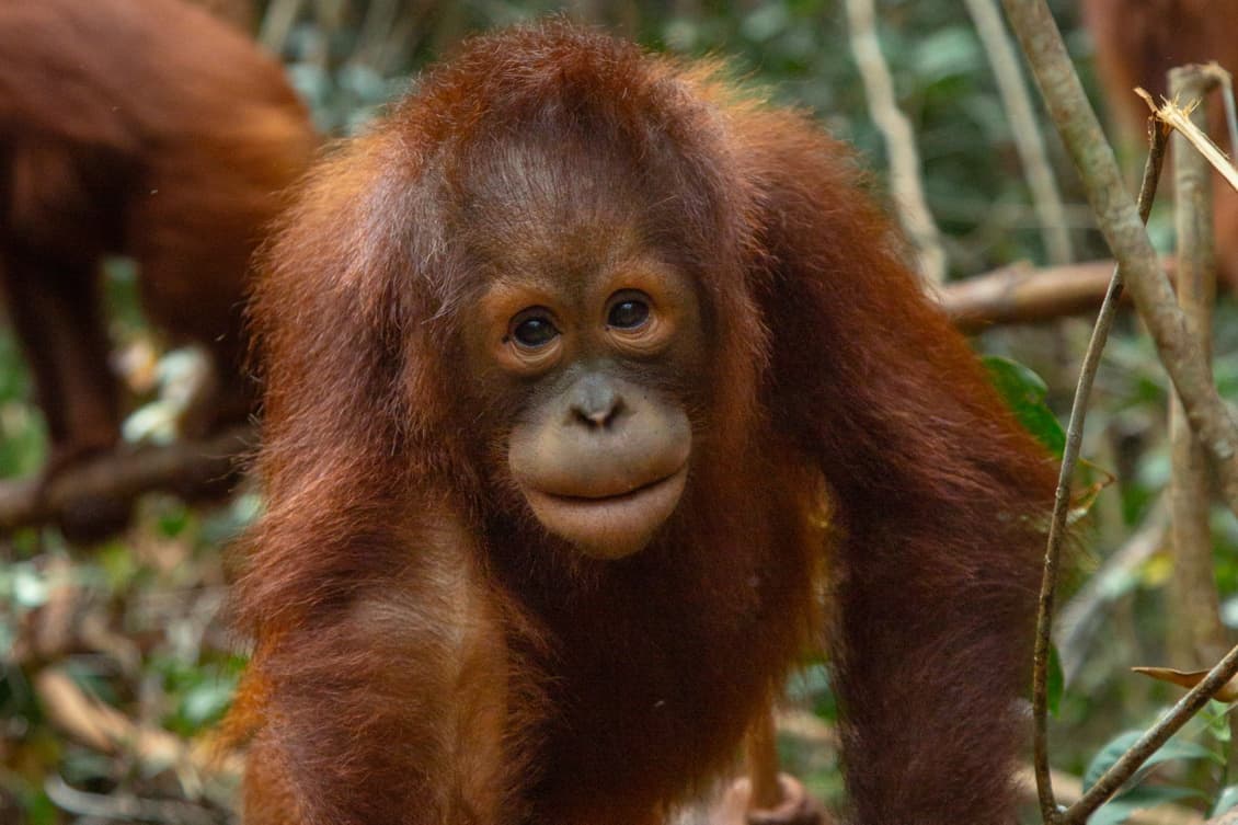  Adopt  an Orangutan  Find here Orangutans for Adoption