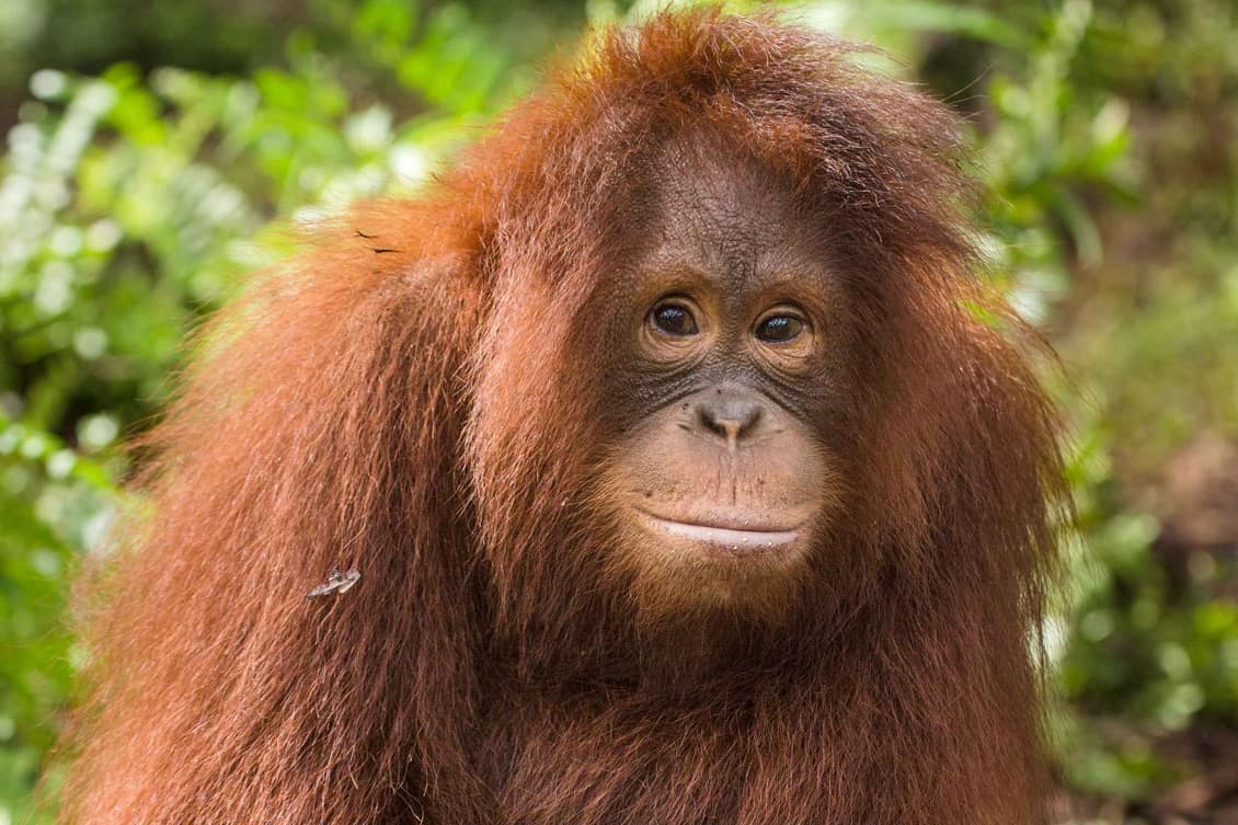  Adopt an Orangutan  Find here Orangutans for Adoption
