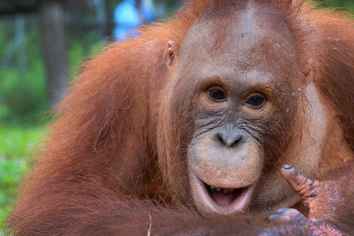 Adopt an Orangutan  Find here Orangutans for Adoption