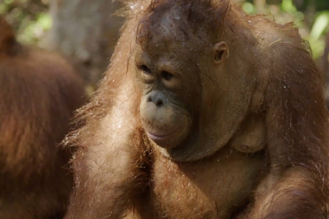 Beni s Fan Page Orangutan  Jungle School