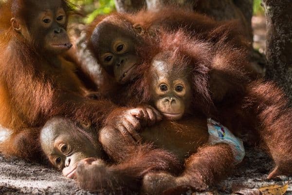 Orangutan Jungle School Meet the Babies Awaiting your Help