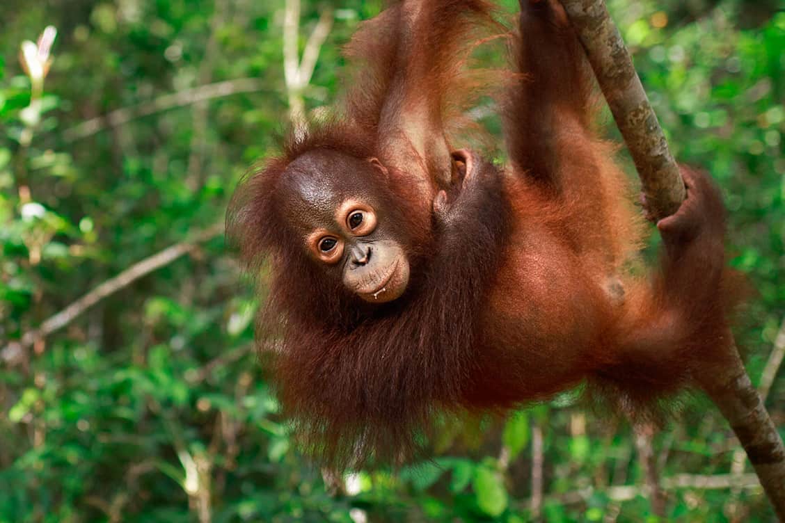 Orangutan Jungle School – Meet the Babies Awaiting your Help